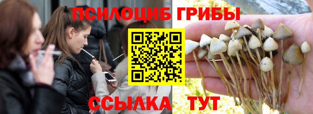 Псилоцибиновые грибы Cubensis Арсеньев